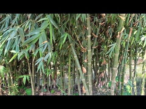 12 Rs से शुरू Bamboo Wholesale Price