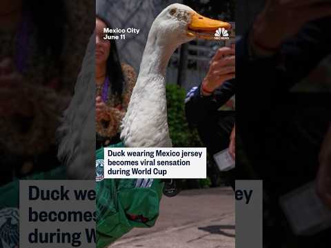 Duck wearing Mexico jersey becomes viral sensation