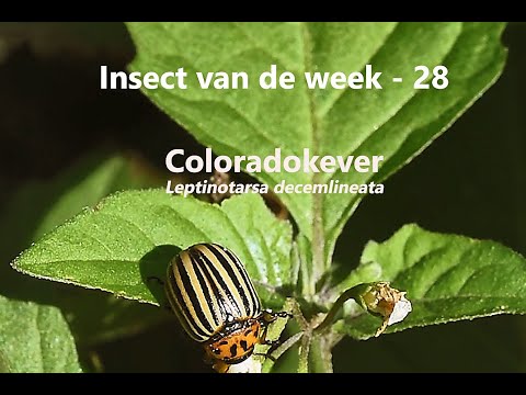 , title : 'Insect van de Week 28: Coloradokever'