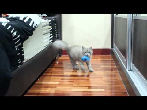 Bibin & The Pelestik Ball