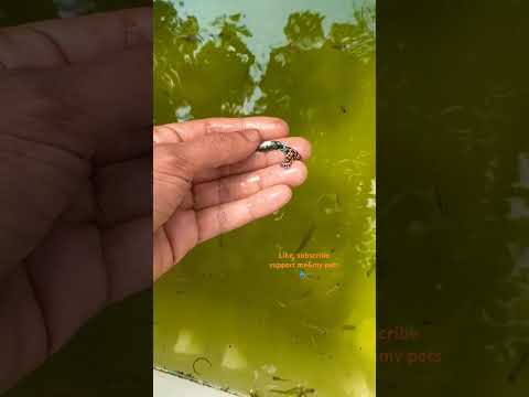 Guppyfish video #sad #rip #edit #today #tranding #shorts #sad #fish#guppy #aquarius