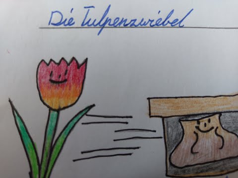 Die Tulpenzwiebel