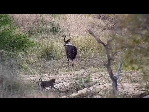 Djuma: Nyala bull, Baboon and Wildebeests- 17:02 - 07/09/21
