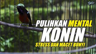Download lagu TERAPI KONIN STRES MACET LANGSUNG PULIH SEKETIKA❗KONIN GACOR & RELAKSASI AIR MENGALIR 100% AMPUH mp3