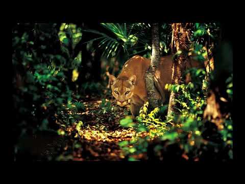 The Dub Funk Association ‎– Sounds Of The Heavyweight