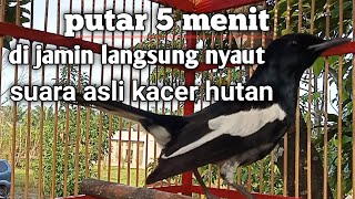 Download lagu suara asli kacer hutan bikin kacer lain ikut gacor mp3