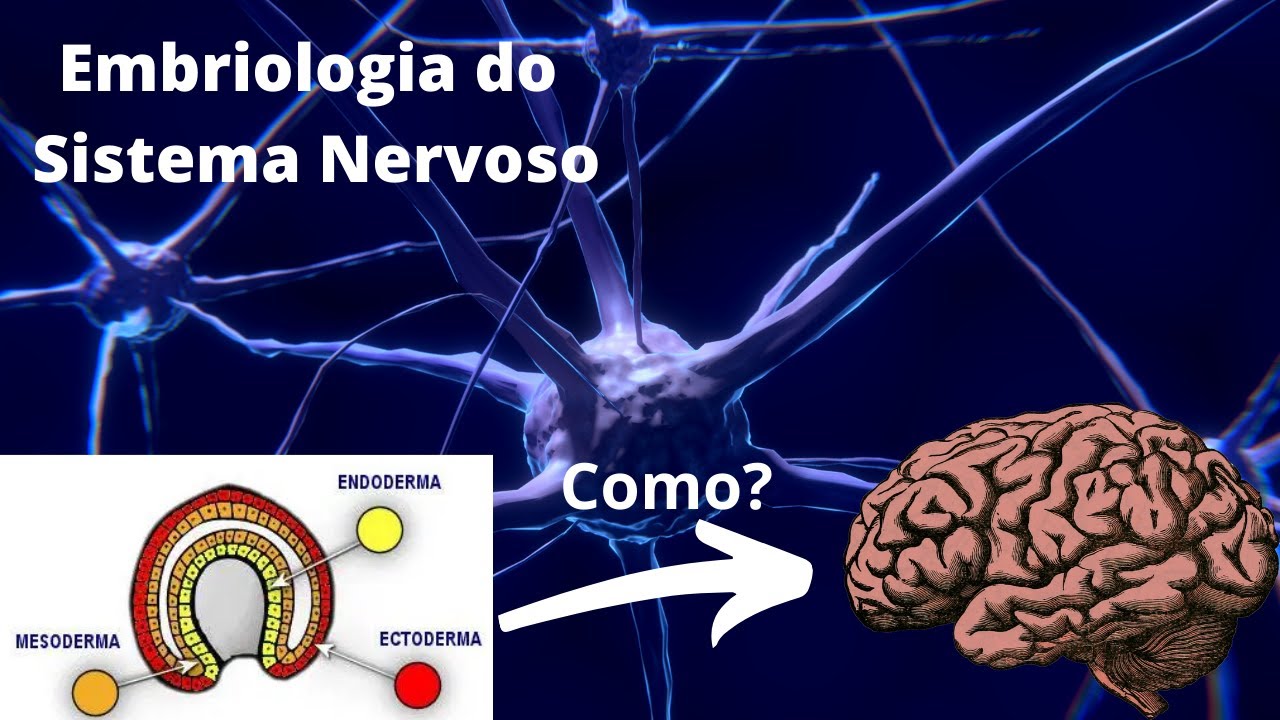 Embriologia do Sistema Nervoso - Neuroanatomia Simplificada - Ângelo Machado