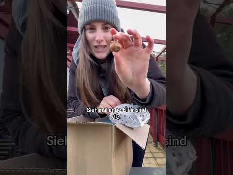 Follow me for Part 2! How long will it take me to plant 600 flower bulbs? 😅🧡 #garden #allotment #diy