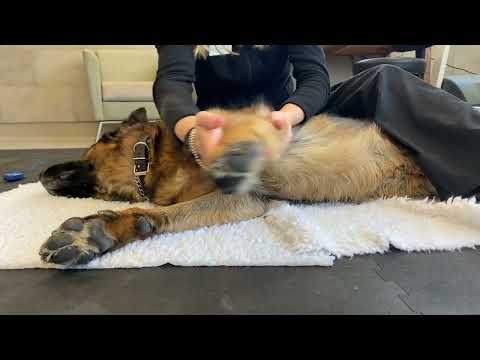 Passive Range of Motion: Front Leg, Side View (featuring Quintus)