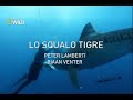 Lo Squalo Tigre Galeocerdo Cuvieri Prov KwaZulu Natal Prov Western Cape Sudafrica