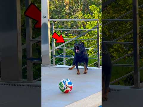CACHORRO MAIS FORTE DO MUNDO!!! 😱