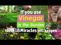 If you use Vinegar in the Garden these 18 Miracles will happen
