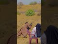 Last Episode Drama Jhok Sarkar Jhoksarkar Ytshorts Shorts Bts