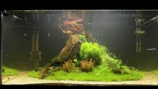 "Nature's Chaos" Aquascape by James Findley - The Making Of