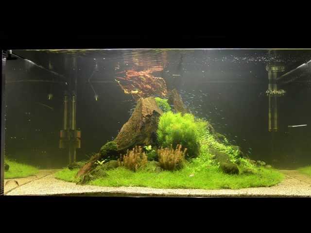 Aquascape Tutorial 