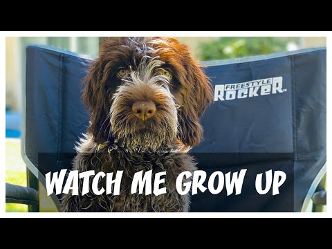Wirehaired Pointing Griffon puppy from 8 weeks to 8 months old...starting from the car ride home.