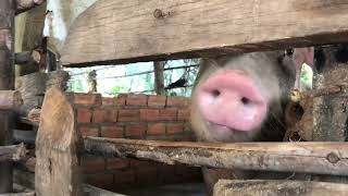 #pig #farmanimalct #funnyanimal #piggy #pigfeed #funnyfarmanimal #funnypig #animals #amazingpig