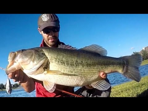 Watch Fishing for BIG BASS with LIPLESS CRANKBAITS! Video on
