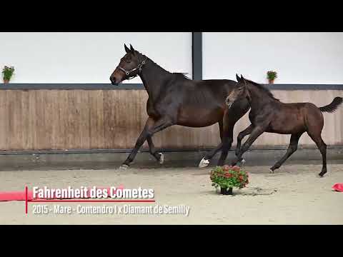 Fahrenheit des Cometes