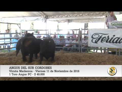Venta de Toros Angus P.C. -  Vicuña Mackenna - 11-11-16