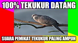 Download lagu Suara pikat tekukur paling ampuh sejagat raya mp3