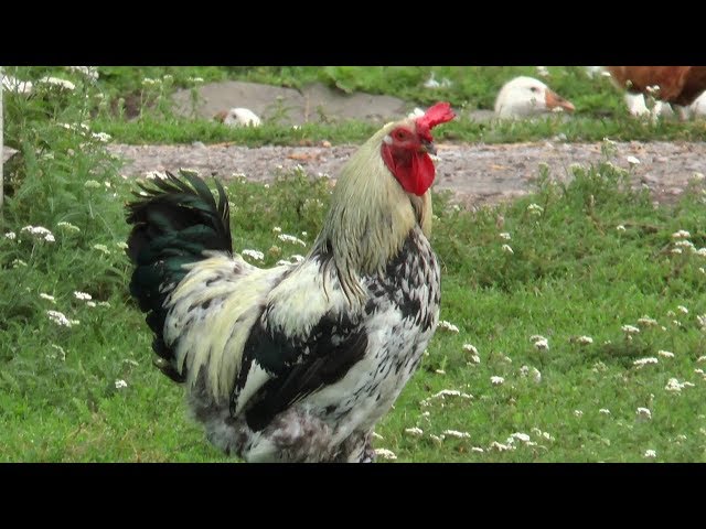 Кур не выпускать, гусей не купать