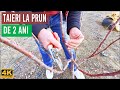 Taieri La Pruni Dupa 2 Ani De Vegetatie Completa