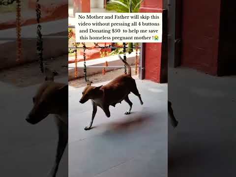 For any help consider donating link in bio to save a stray life in Los Angeles#usashorts#save