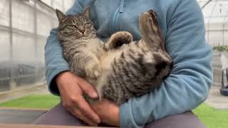 ほぼ赤ちゃんな猫ちゃん #shorts