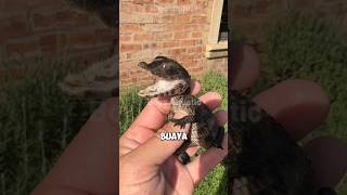 Download lagu Ternyata suara buaya seperti ini? #shorts mp3 Download lagu Ternyata suara buaya seperti ini? #shorts mp3