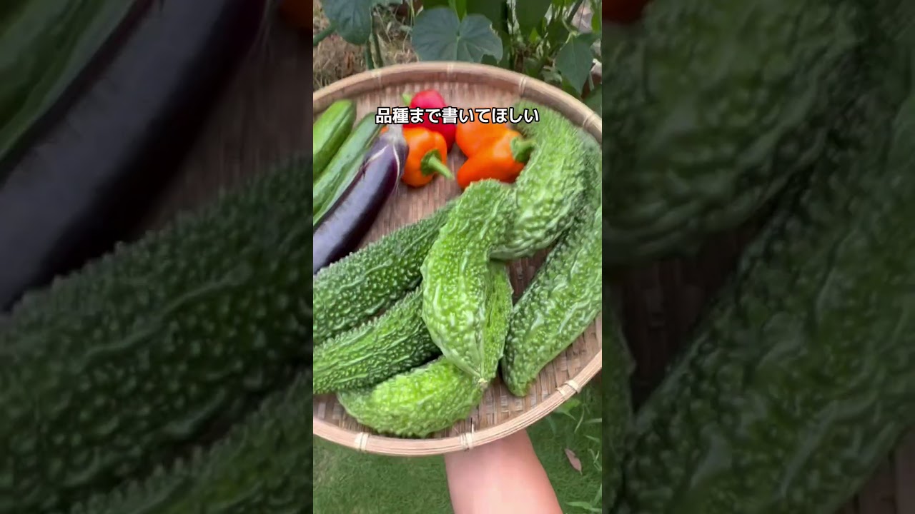 🍅ミニトマト【ぷちぷよ】  🥒きゅうり【シャキット】  🍆ナス【ふわとろ長ナス】  🍆ナス【とろーり旨ナス】  🌱オクラ【ヘルシエ】🥒ズッキーニ【ダイナー】