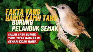 Download lagu Burung Pelanduk semak || Mengapa burung pelanduk semak tidak banyak di gemari para kicau mania? mp3