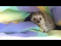 How to Bond With Your Hedgehog : Fleece / Snuggle Sack Method! (very effective)