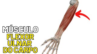 Forearm: Muscle Anatomy - Flexor Carpi Ulnaris. Forearm Muscles