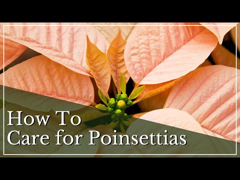 How To Care for Poinsettias | Poinsettia Care Guide | Poinsettia Care Tips | Poinsettias 101