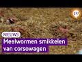 Nijkerkse meelwormen smullen van duurzame corsowagen