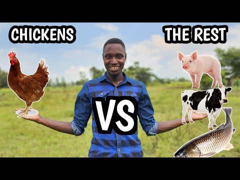 , title : 'Chickens - Why it is the BEST Farming Business you can do.'