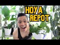 💚 Hoyas in pon | checking roots, propagations, adding a trellis | indoor houseplant chores