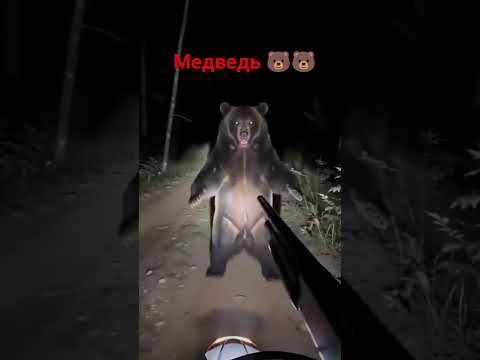 #shortsvideo # медведь # индура#