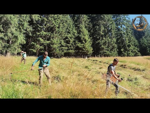 La cosit iarbă pentreu cervide / We mow the grass for the cervids
