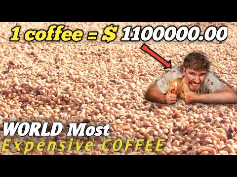 How civet make World Most Expensive Coffee - black ivory farming - coffee Harvest and processing