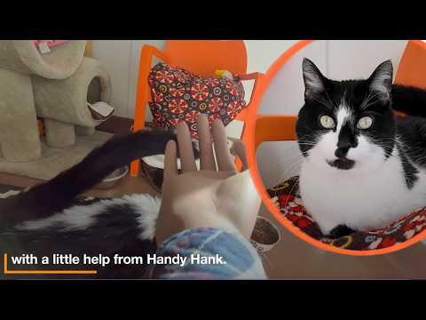 Helping hand for shy cats at Best Friends Animal Sanctuary