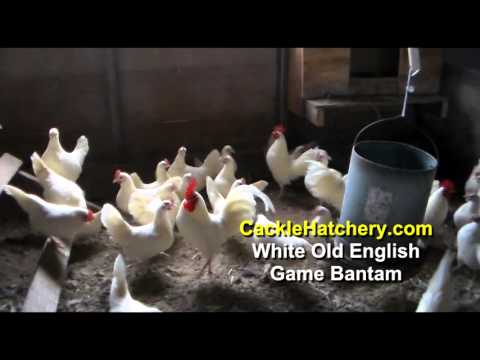 , title : 'White Old English Game Bantam Chicken Breed (Breeder Flock) | Cackle Hatchery'