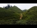 Darjeeling Tea Garden Video With Undulating Tea Hills Of Darjeeling