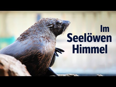 Planet Ocean 2 – Giants of the World's Oceans – In Sea Lion Heaven (Episode 2, full documentary i...