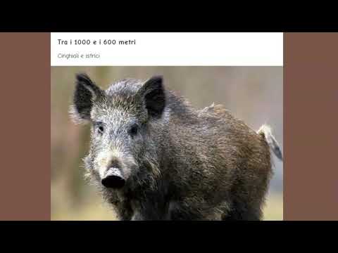 La montagna spiegata ai bambini della Primaria