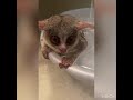 小さなお猿のお風呂