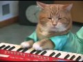 Кот играет на пианино 