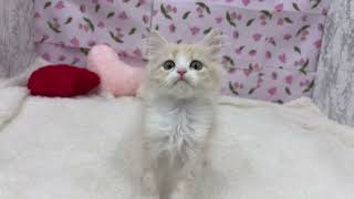 マンチカンの動画01