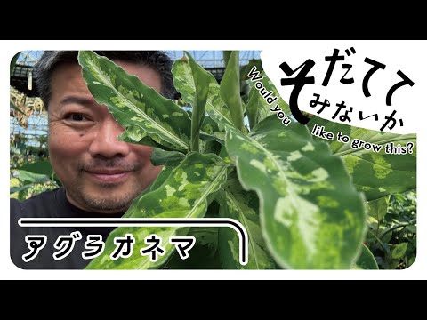 園芸 ヤシスゲ、テンジクスゲ